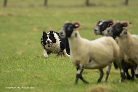 Dog running towards camera with blury Sheep with watermark (L-edit).jpg
