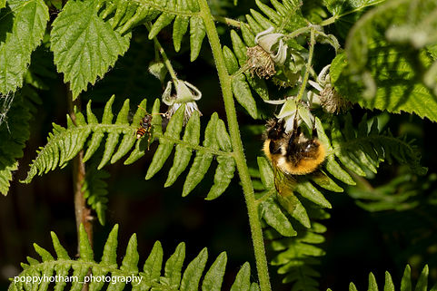 Bee and Nomad Bee closer with watermark (L-edit).jpg