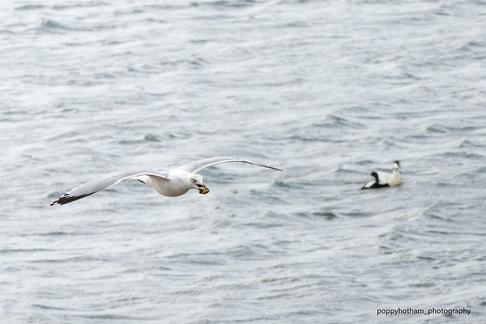 Gull flight with crab and Eider with Watermark (L-edit).jpg