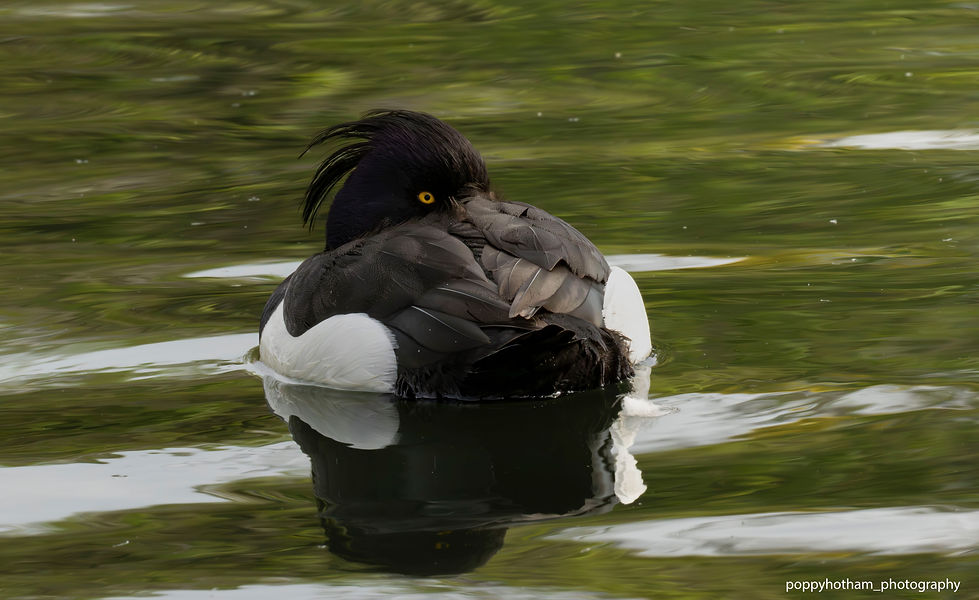 Tuffted Duck head tucked with Watermark (L-edit).jpg