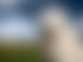 A big white dog showed up