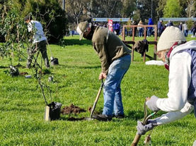 Plantaciones junto a HSBC
