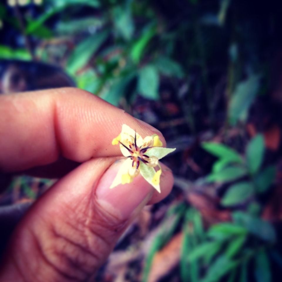 cacao flower is the size of your fingertip