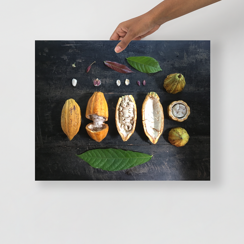 Thumbnail: Cacao Botanical Poster