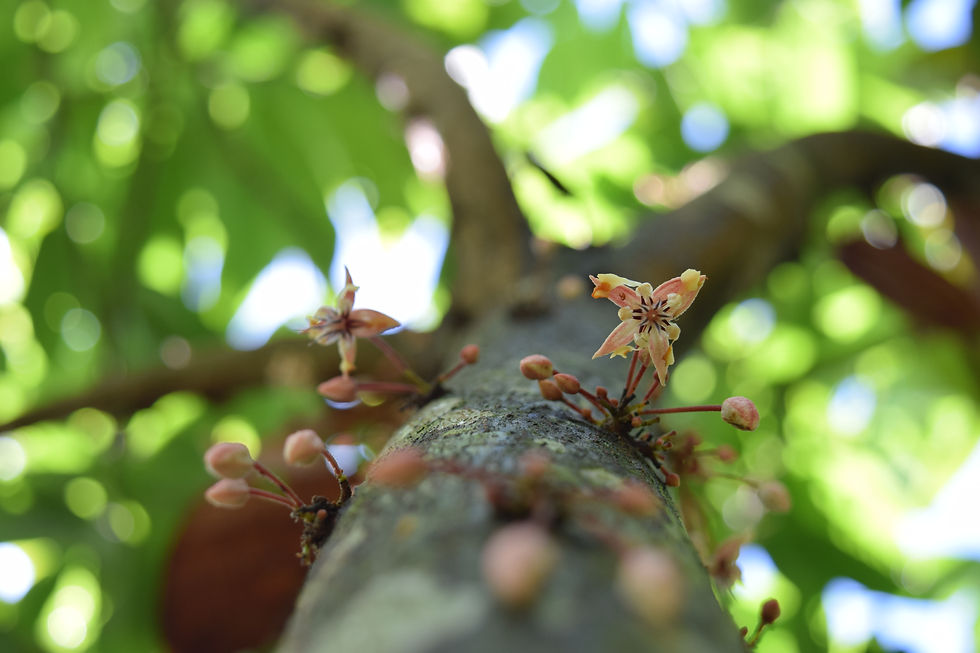 cacao flower original