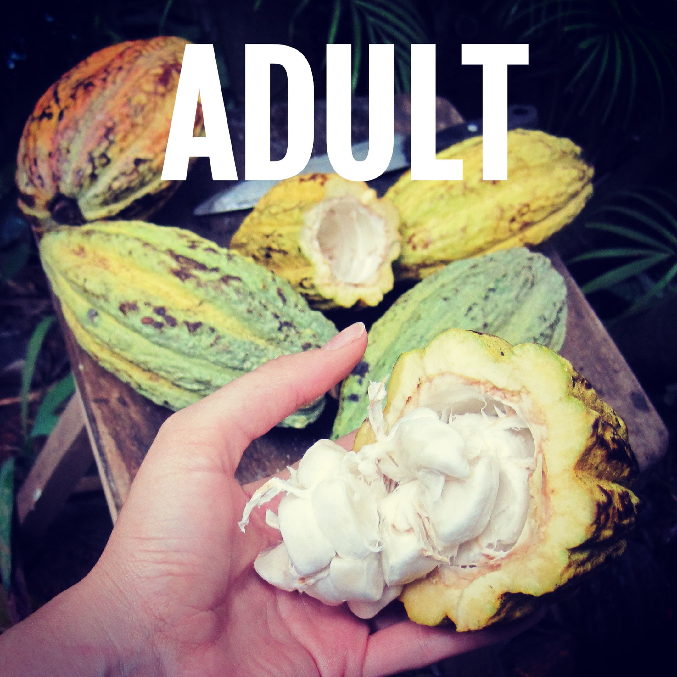 Adult Chocolate Tour - 11yrs+