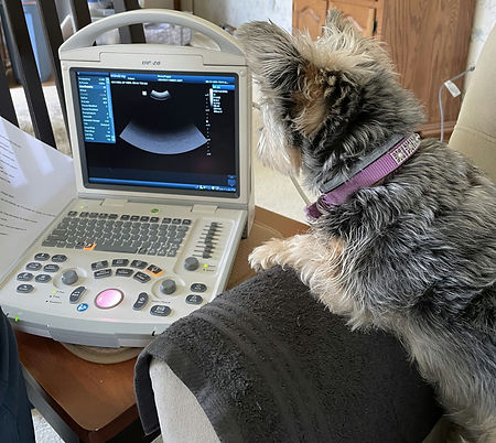 Peppy ultrasound crop.jpg