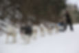 Wes_Winter_Dog_Sledding.jpeg