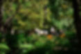 Horse-carriage-through-the-María-Luisa-Park-in-Seville.-968539966_3866x2580.jpeg