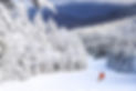 skier wildcat.jpg