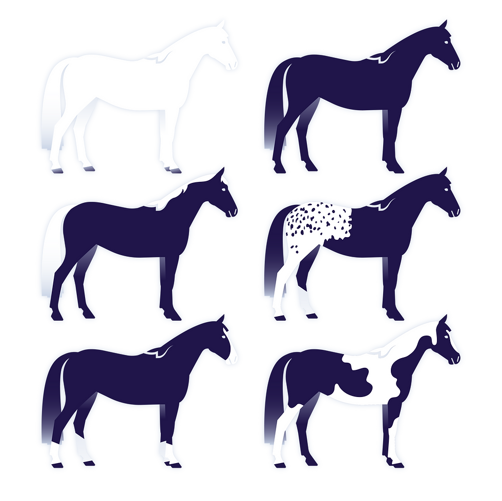 Illustration von sechs unnterschiedlichen Pferden
