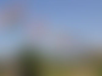 境川緑道公園大空に、鯉のぼり365匹が泳ぐ