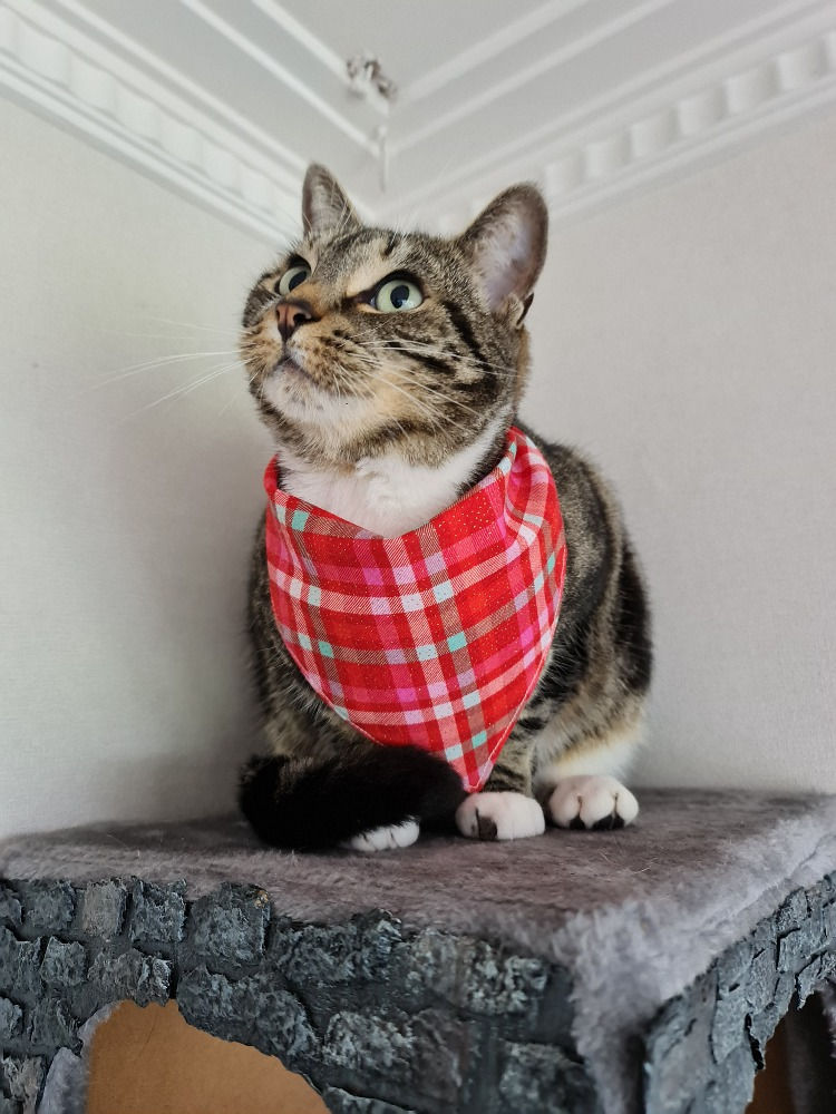 Thumbnail: Pet Bandanas -CHRISTMAS