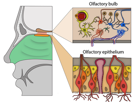How Does COVID-19 Impact Your Sense of Smell?