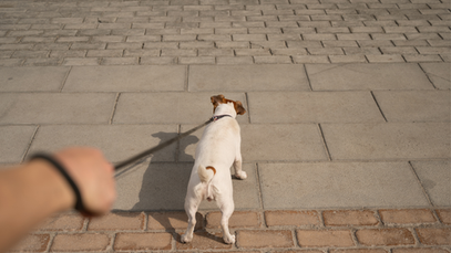 Pies ciągnący na smyczy