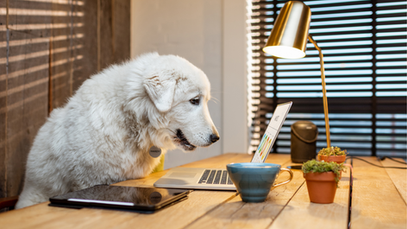 Jak wygląda u nas konsultacja behawioralna online?