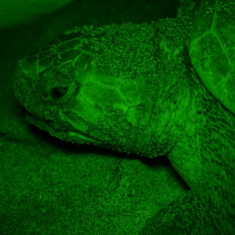 Why should you care about Sea Turtles?