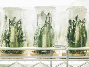 Breeder's Rights on New Plant Varieties in Turkey