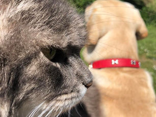 Saying goodbye to my best friend