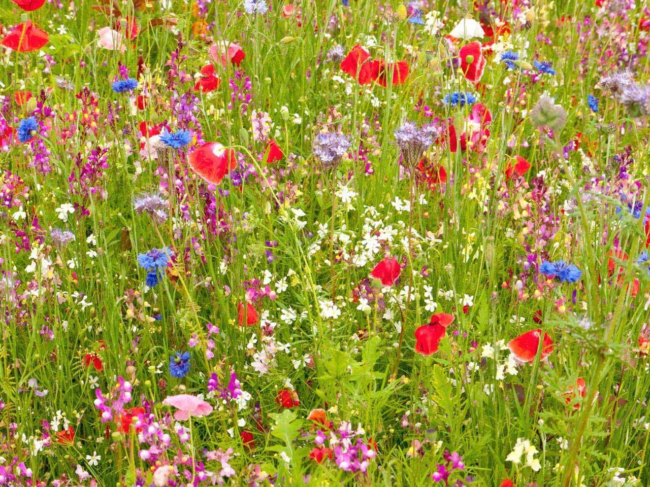 UK Ancient Wildflowers