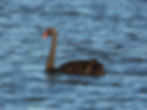 DSCN0442.JPG