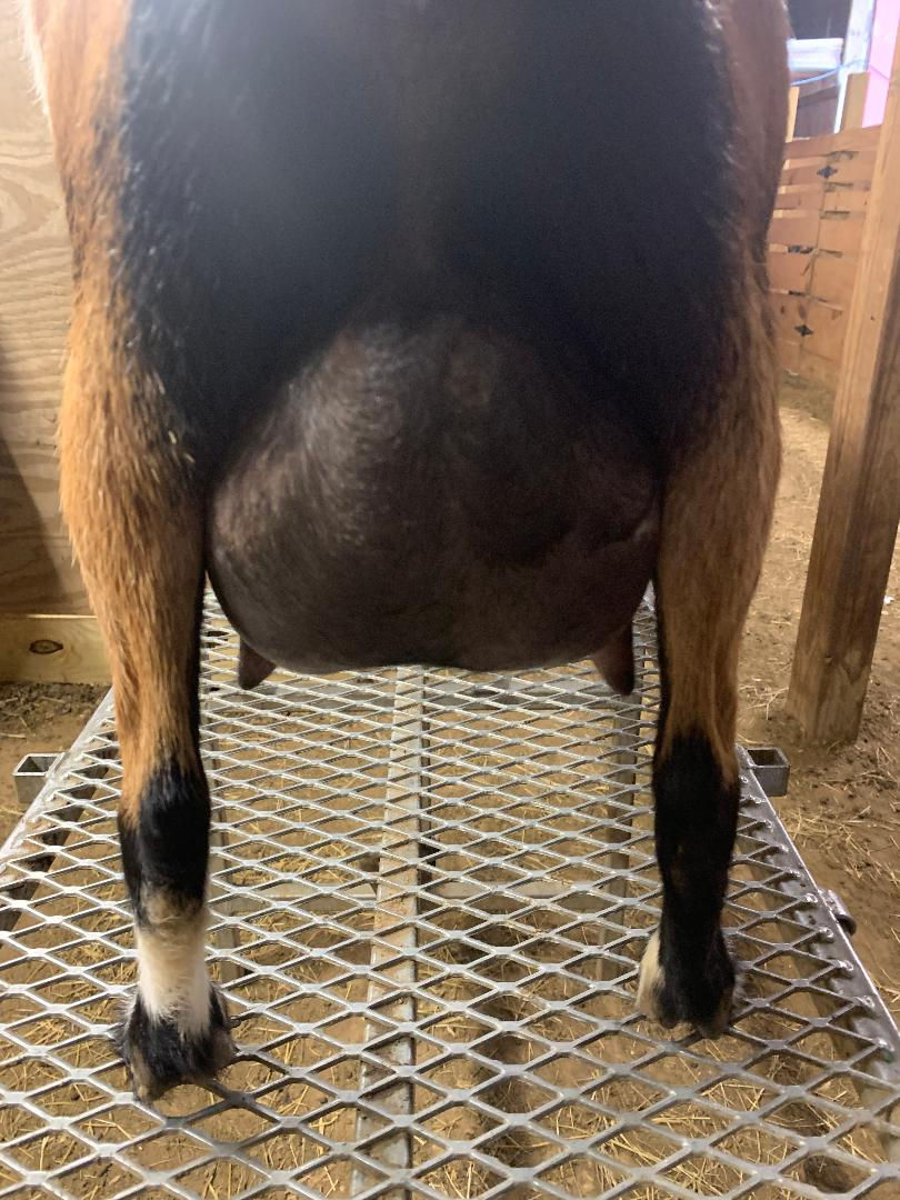 cleos FF udder