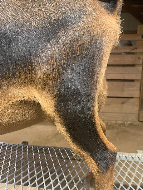 Nixie 2F Udder Side View.jpeg