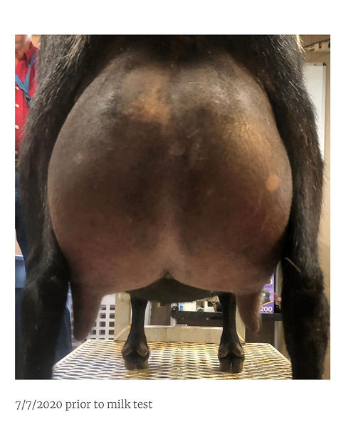 Queenas Dams udder.jpeg