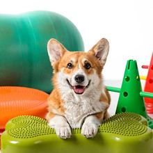 Canine-Conditioning-corgie.jpg