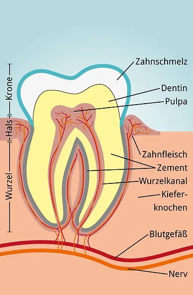 Prophylaxe Zahnarztpraxis Stela Xhelili In Leipzig Zentrum Sud