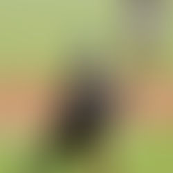 Difícil para Nicaragua, en El Preclasico.