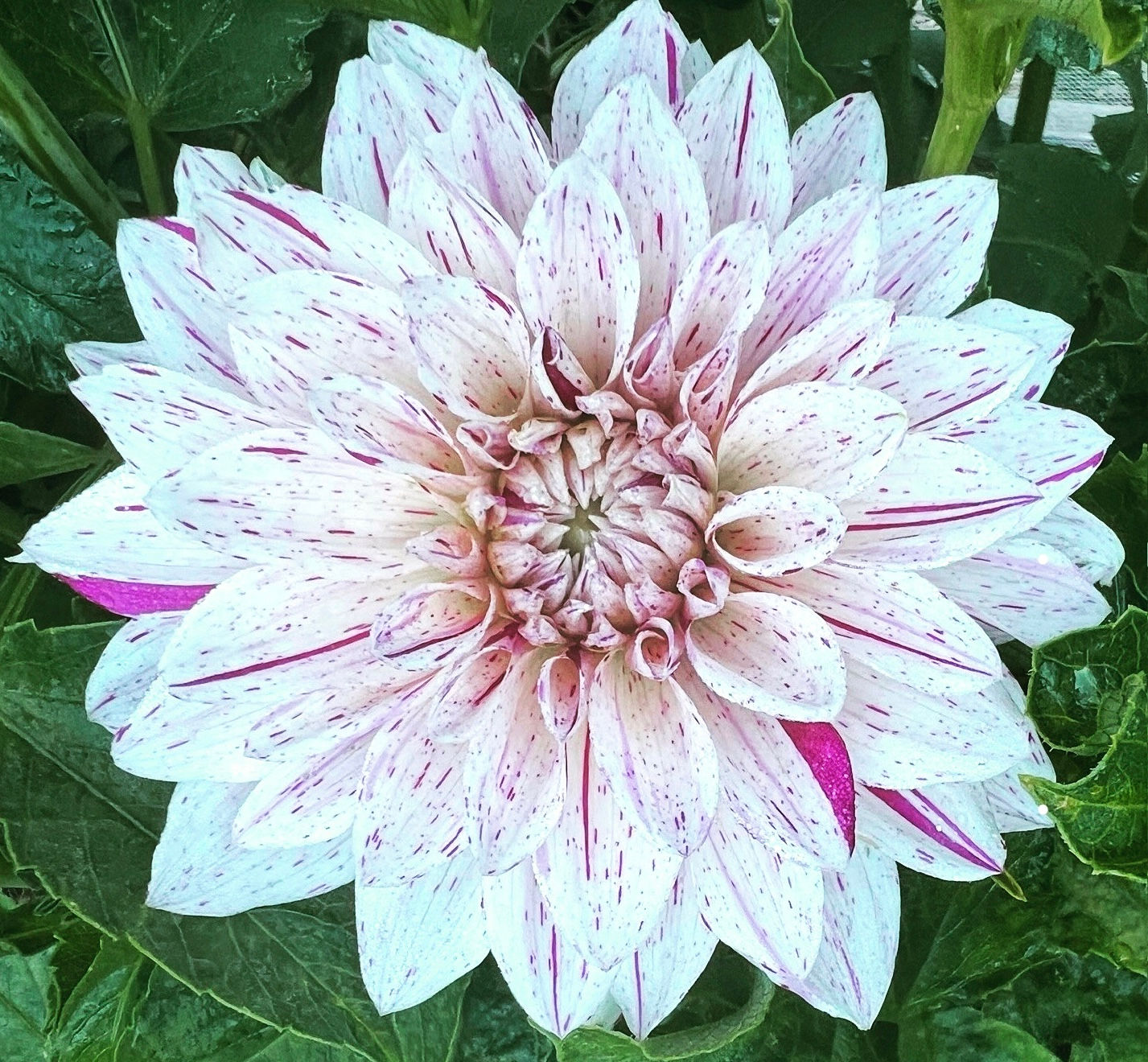 Florelie Kahuna dahlia tuber