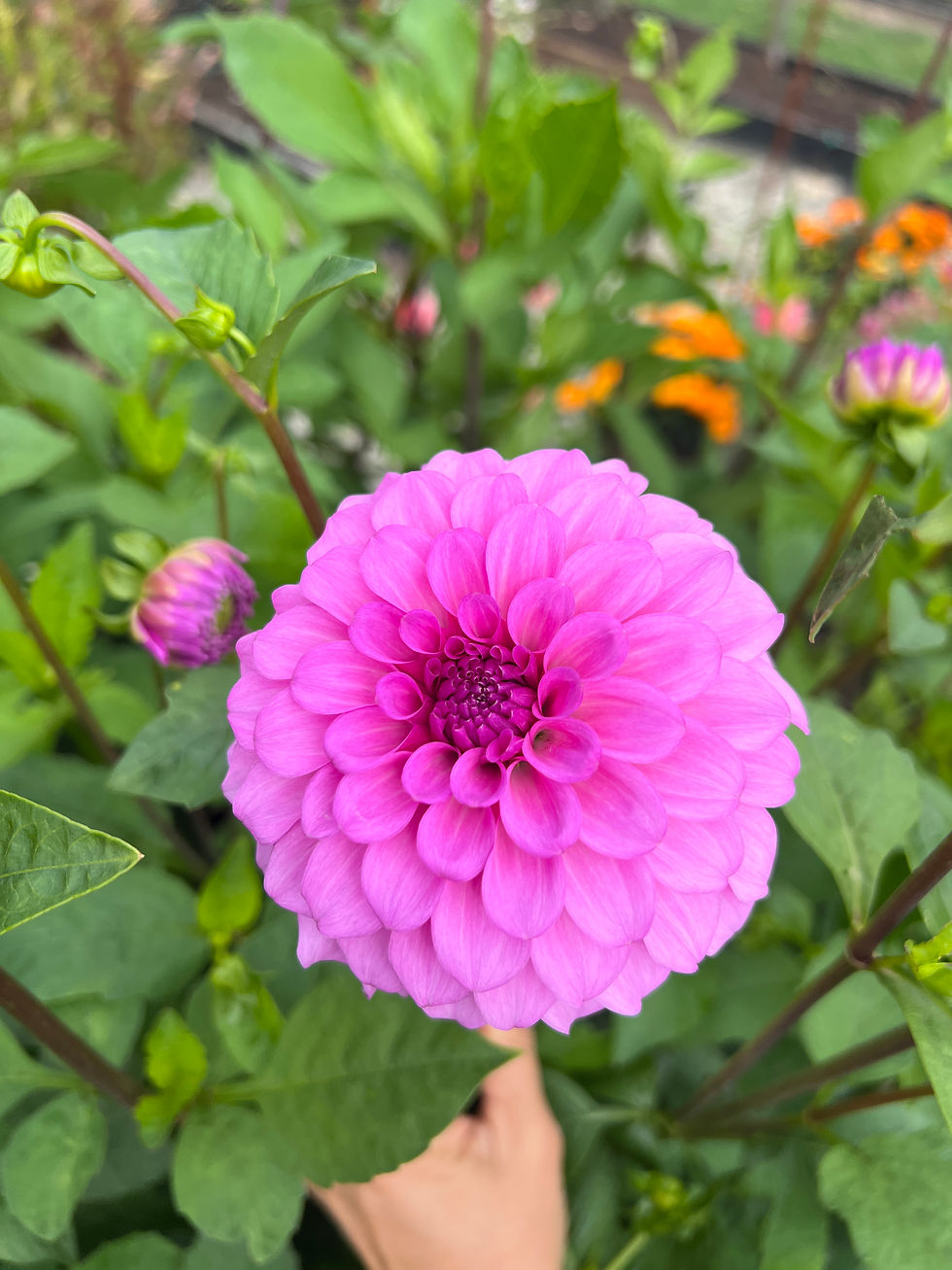 Thumbnail: Glenmarc Connie dahlia tuber