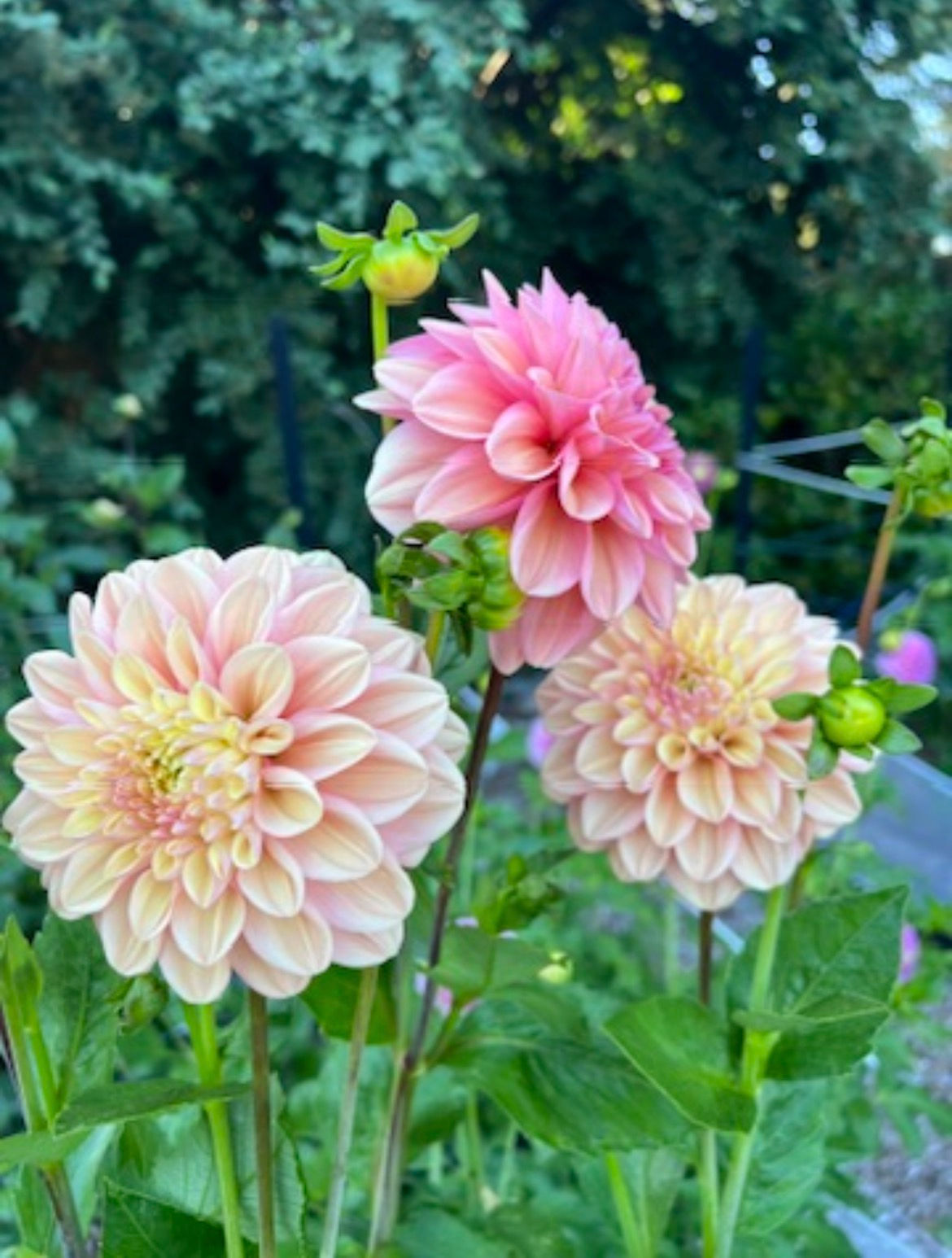 Florelie Kindness dahlia tuber
