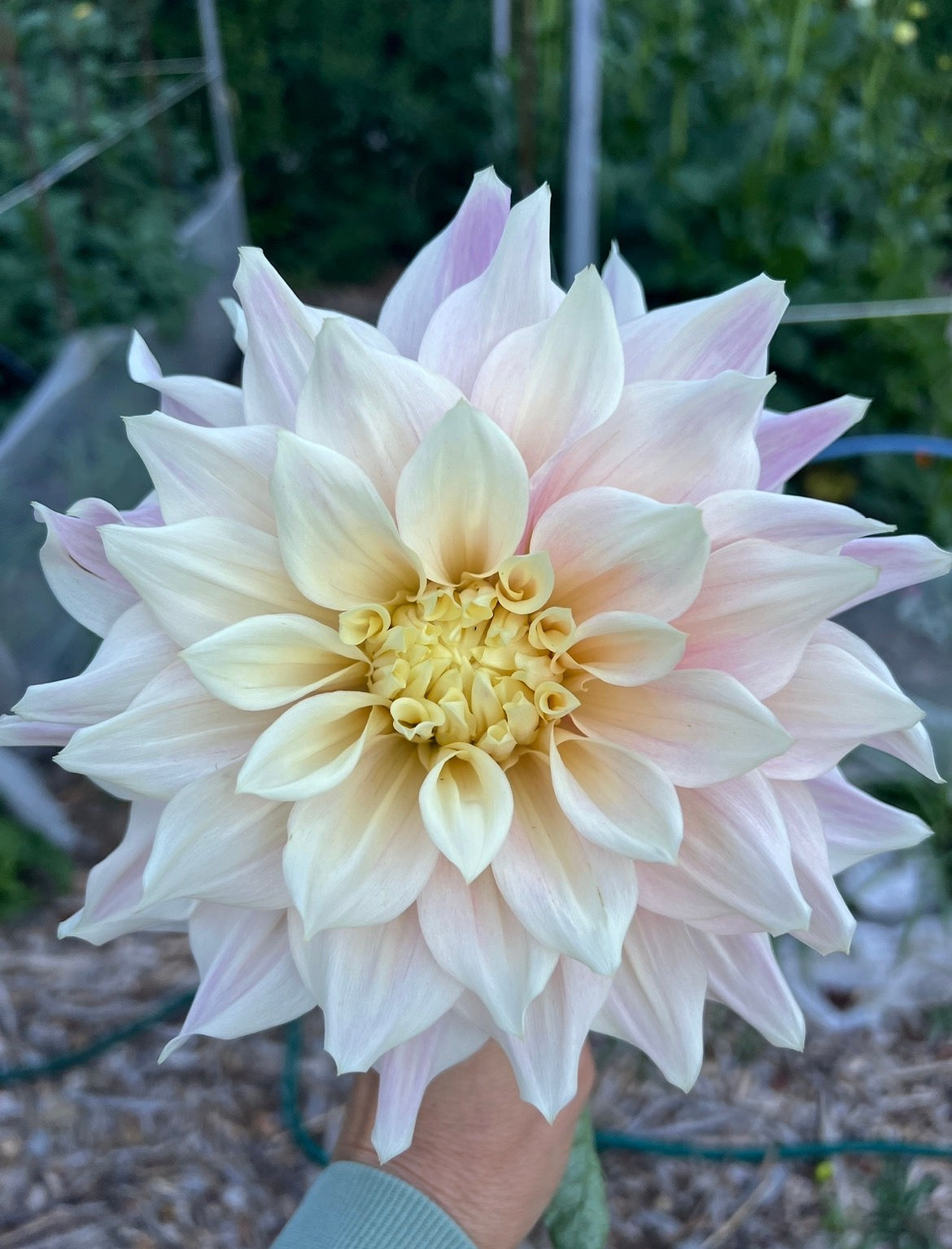 Cerise Rosebud dahlia tuber