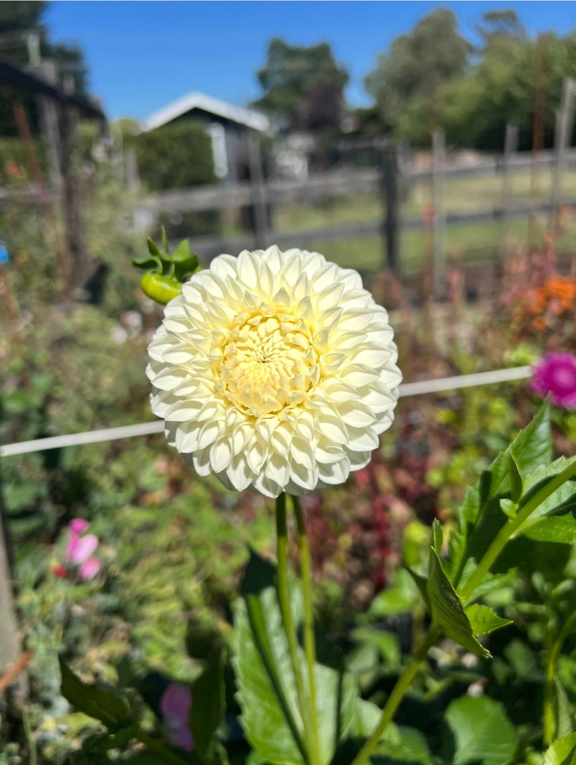 Bilpin Rosie Girl Dahlia Tuber