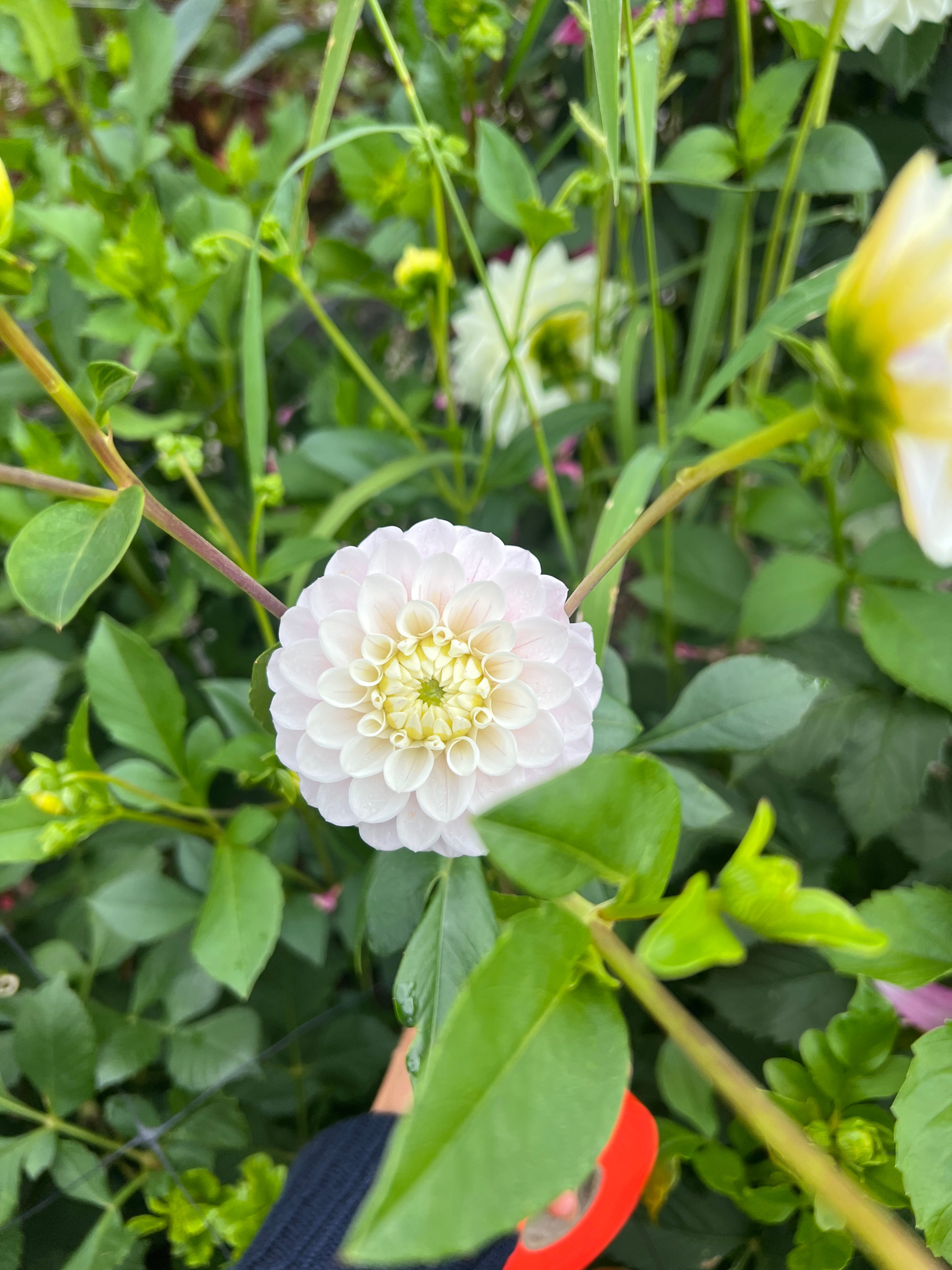Florelie Cowrie dahlia tuber