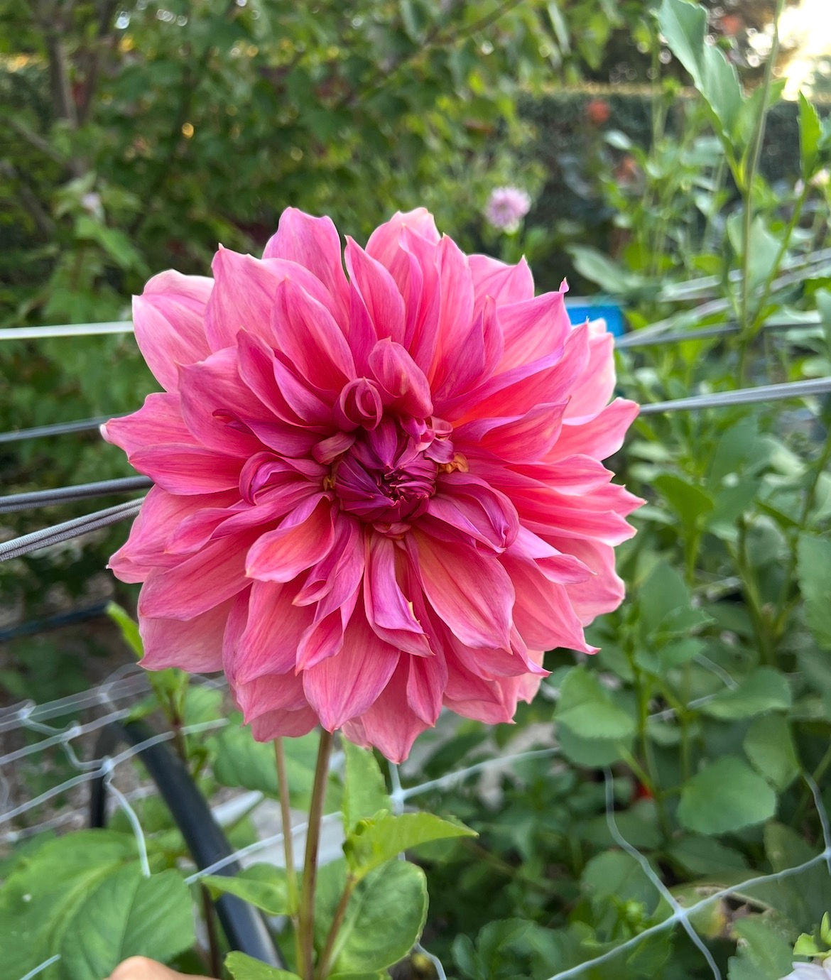 Casino Barry dahlia tuber