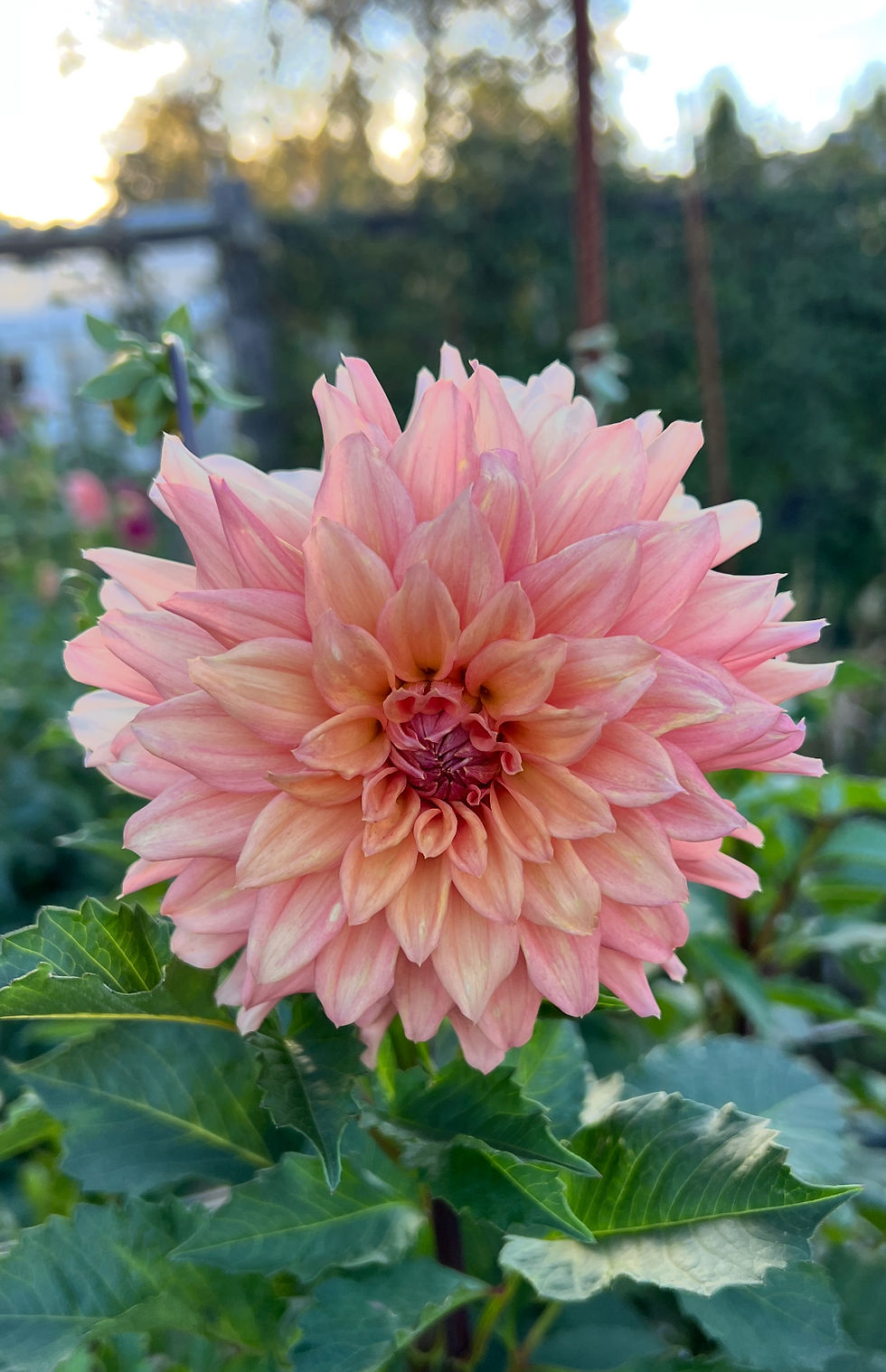 African Peach dahlia tuber