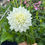 Thumbnail: Devon Casper dahlia tuber