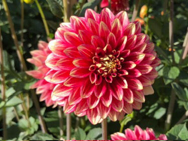 Coral Isle dahlia tuber