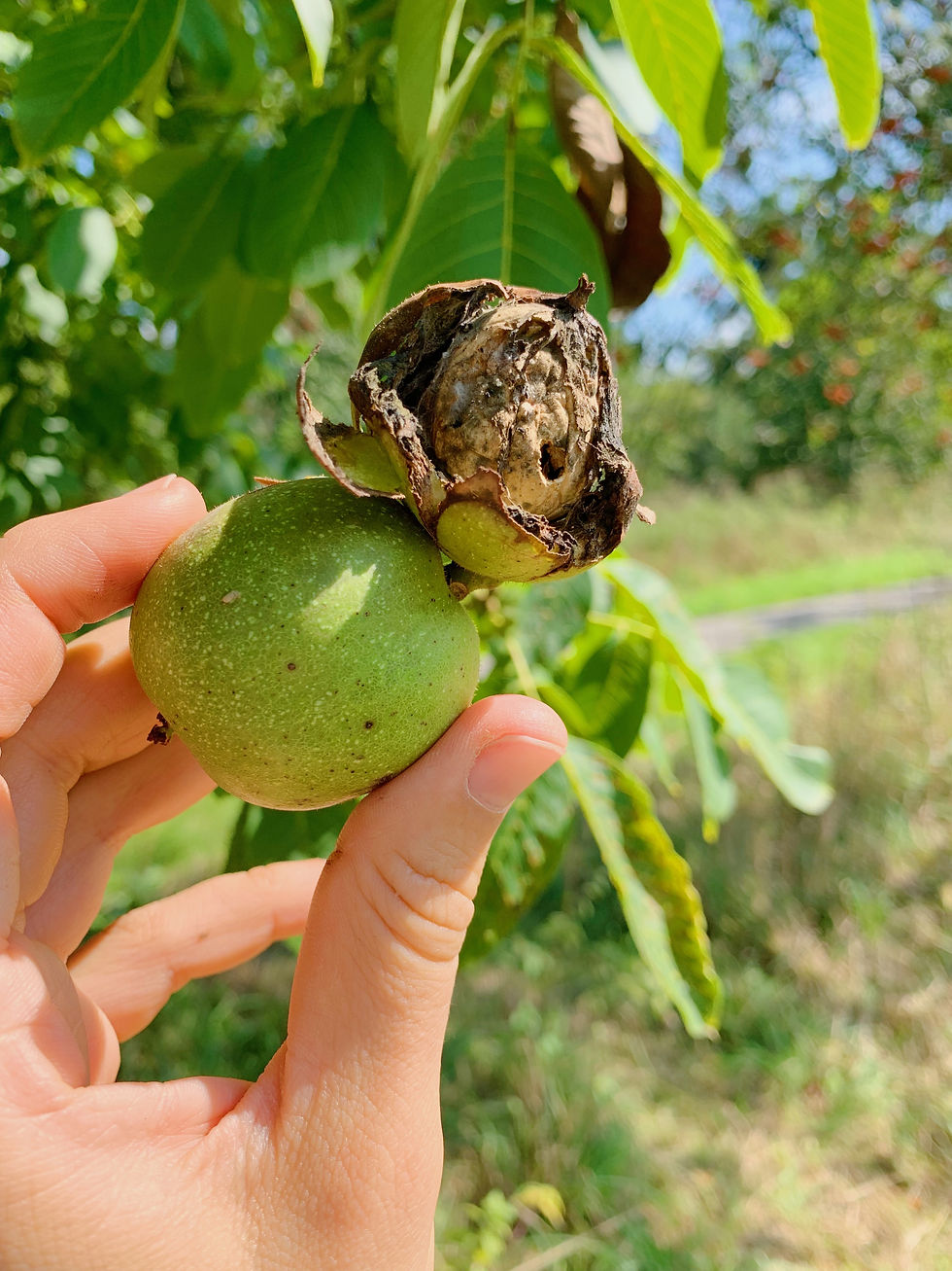 Walnussbaum (Juglans regia L.)