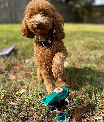 Nugget American Plumbing Mascot.png