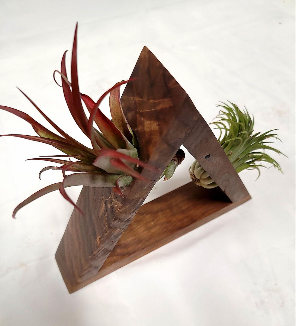 Thumbnail: Air Plant Walnut Triangle Decor