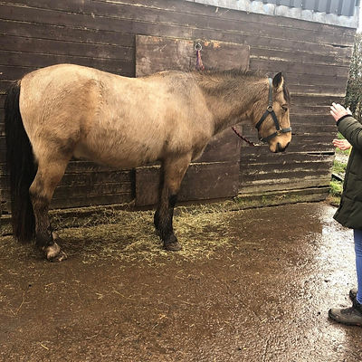 Horse Reiki Treatment
