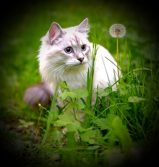 white cat on green grass during daytime_
