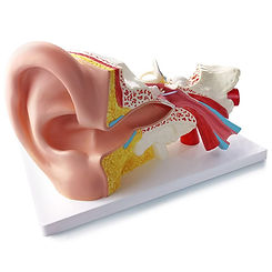 ear.jpg