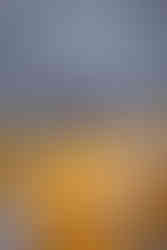 Nólsoy Island Atlantic Puffins