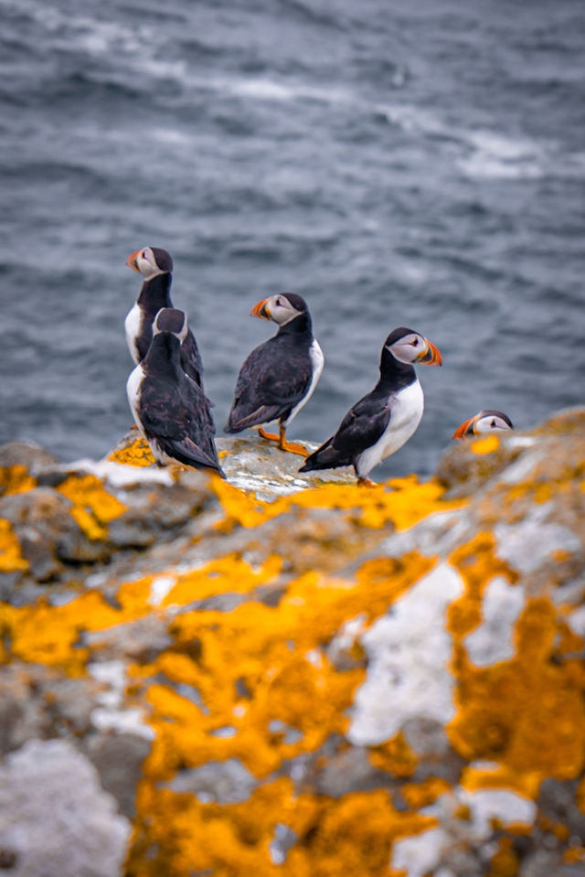 Nólsoy Island Atlantic Puffins