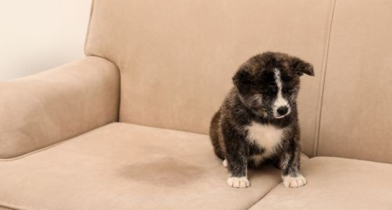 A pet urine accident on a couch needs attention as soon as possible. Even when the surface looks dry, urine may have already passed through the upholstery and reached the cushion filling underneath.